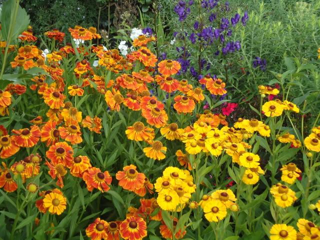 Perennials in August